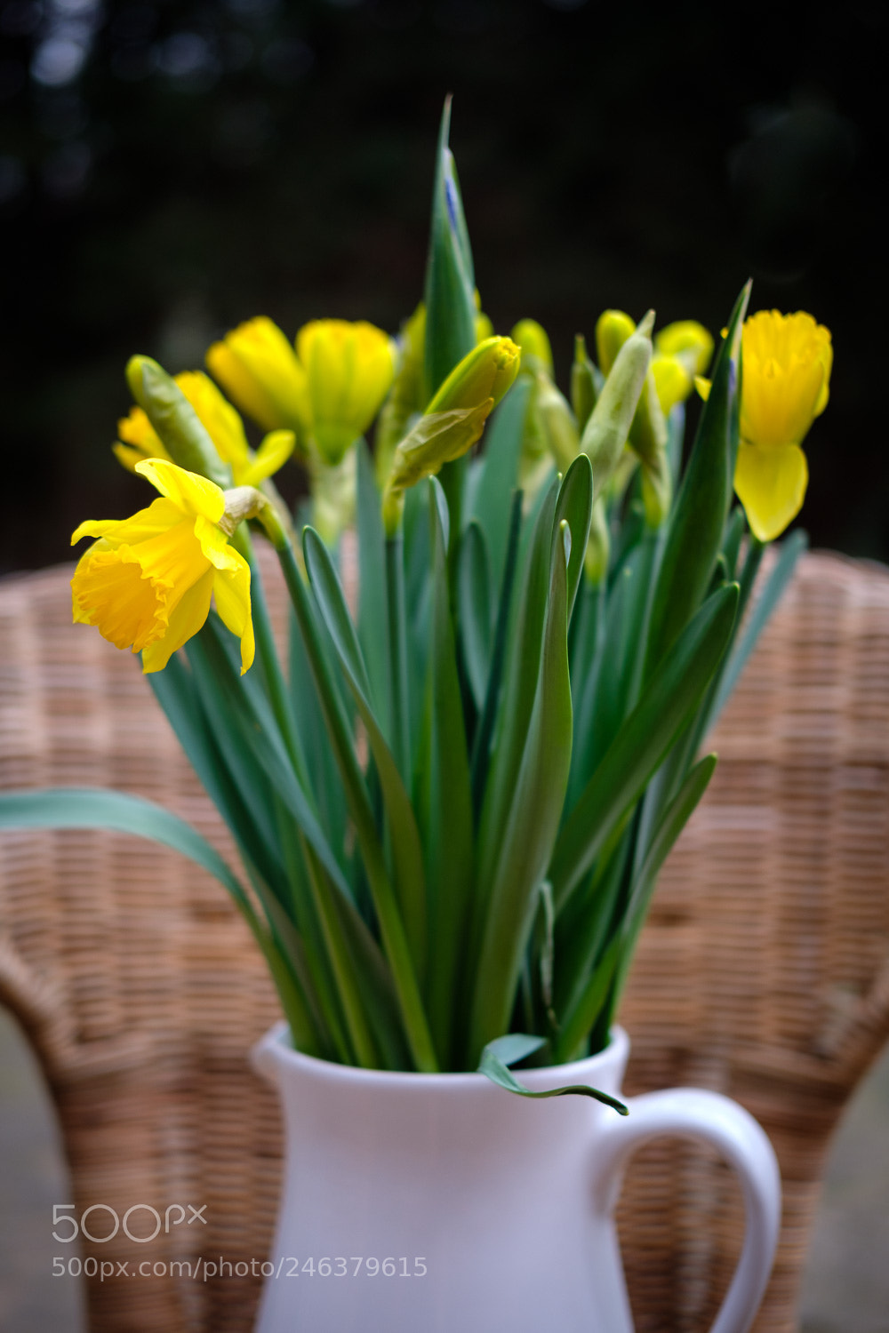 Fujifilm X-T2 sample photo. Yellow flowers photography