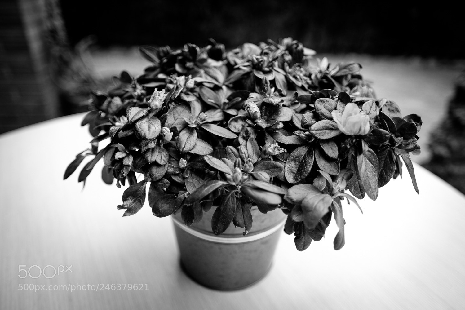 Fujifilm X-T2 sample photo. Abundant photography