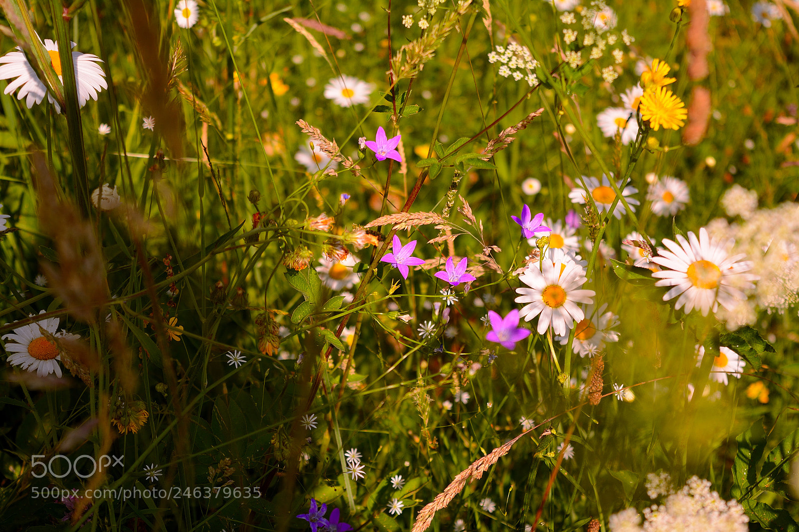 Nikon D5200 sample photo. Wild flowers photography
