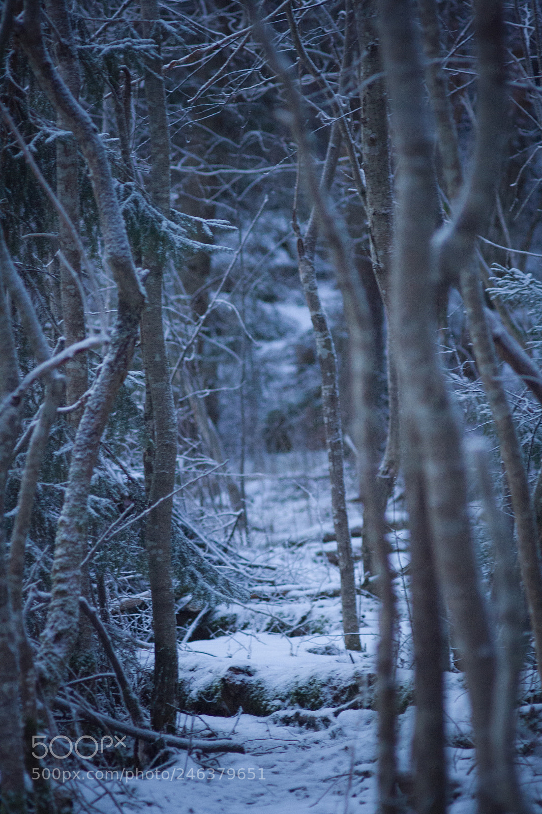 Canon EOS 1000D (EOS Digital Rebel XS / EOS Kiss F) sample photo. Winter trail photography