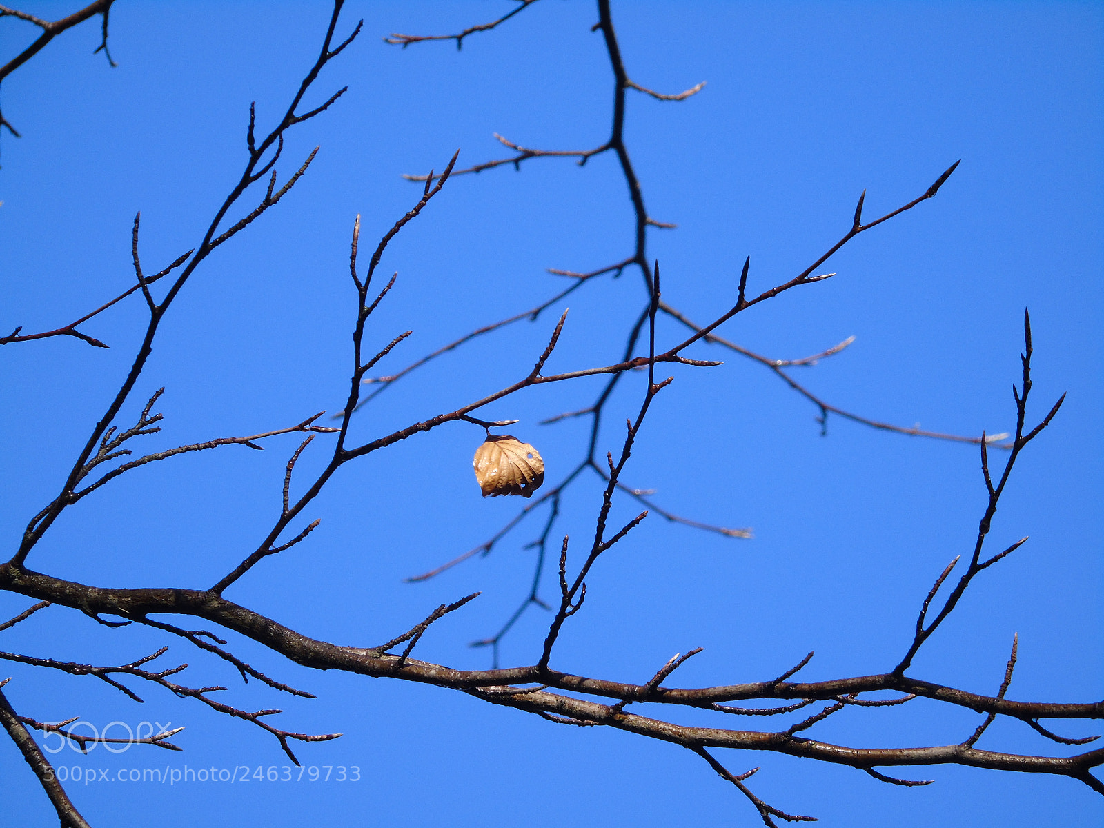Sony Cyber-shot DSC-H400 sample photo. Lone leaf on branch photography