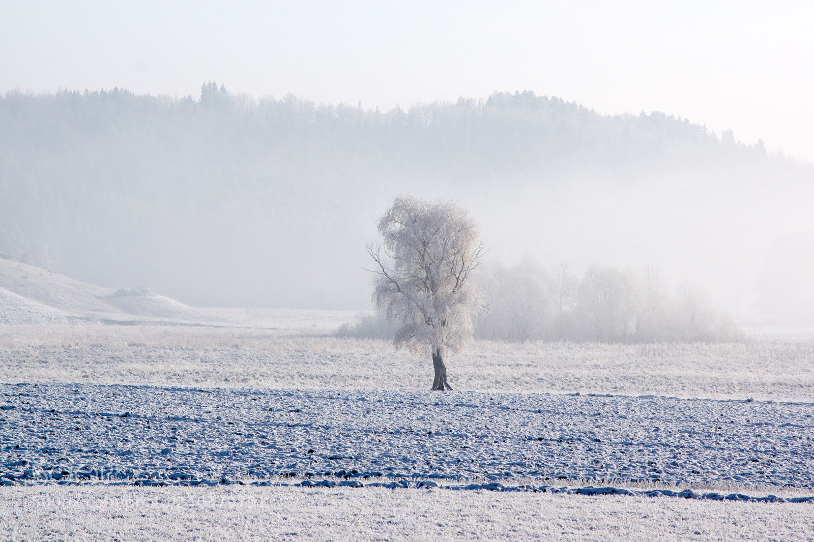 Sony SLT-A77 sample photo. Morning photography