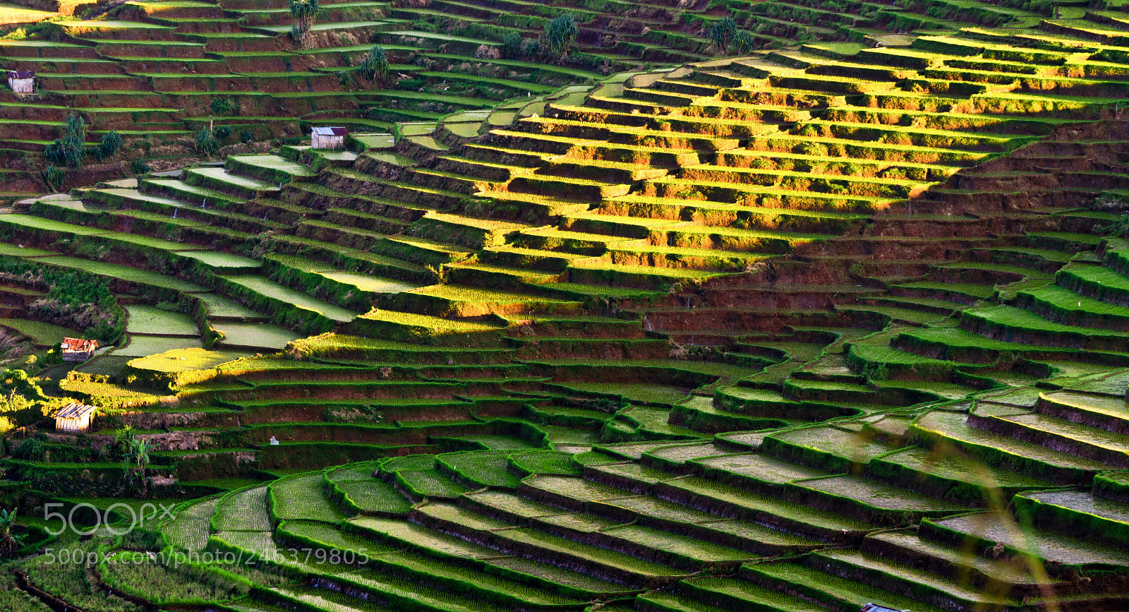 Sony a7 II sample photo. Rice terraces photography
