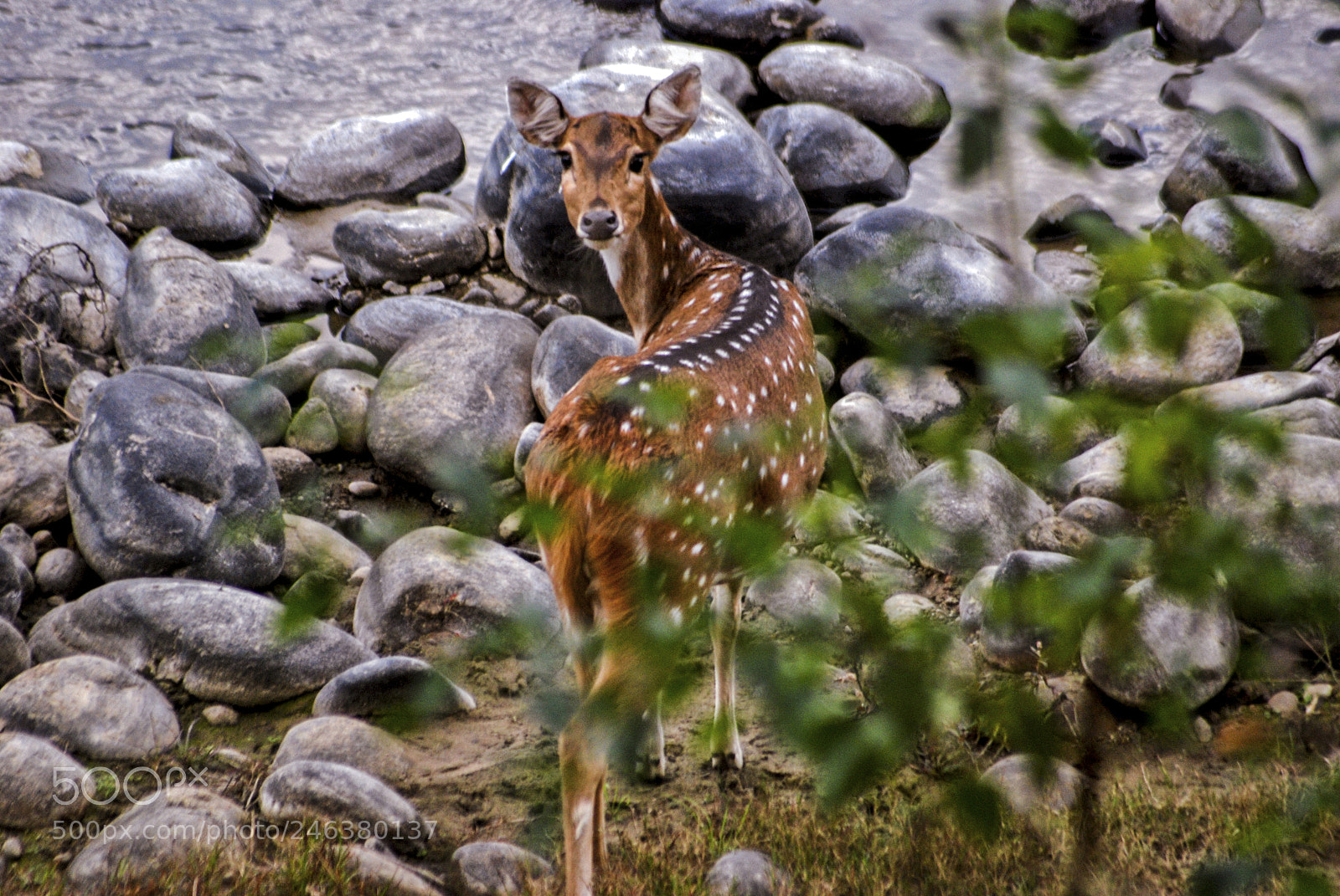 Nikon D80 sample photo. Corbett photography