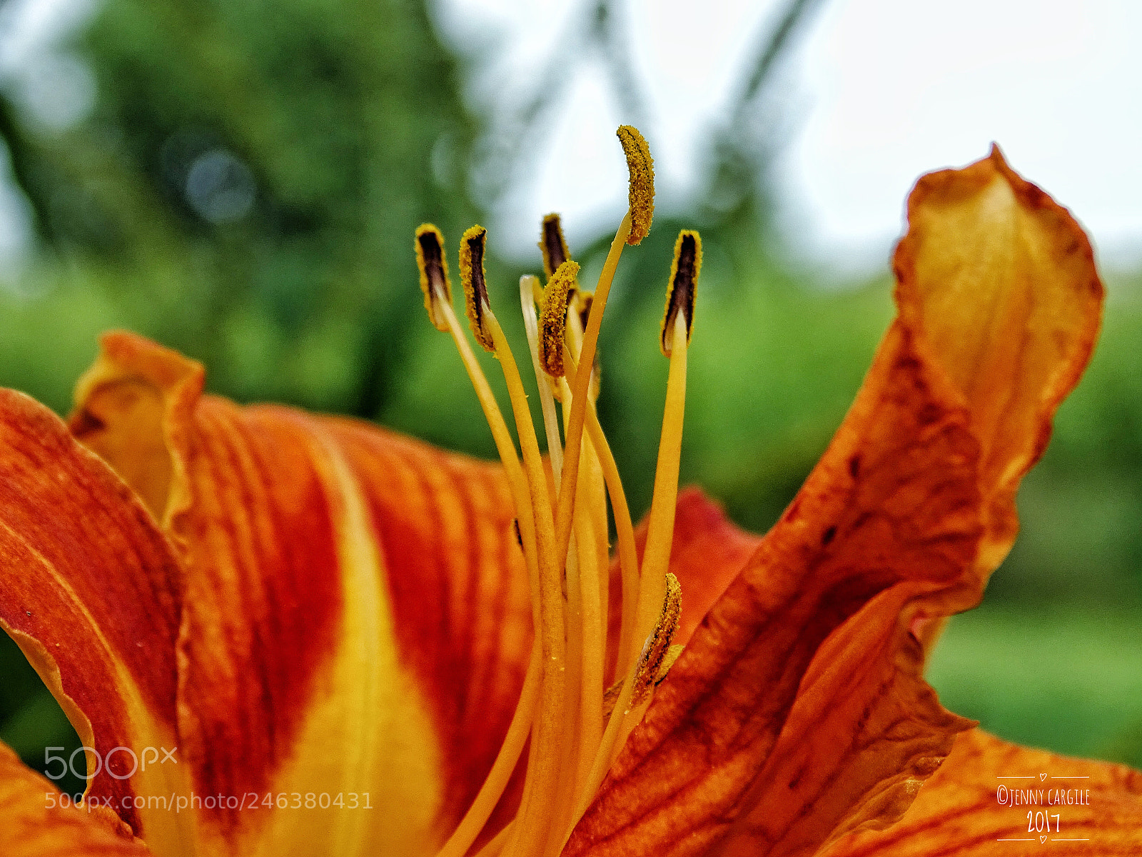 Sony Cyber-shot DSC-HX400V sample photo. Orange day lilly photography