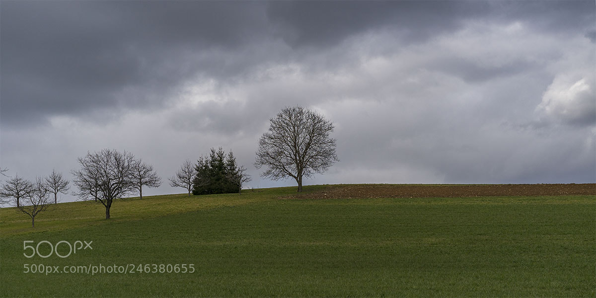 Sony a7R II sample photo. Baumgruppe vi photography