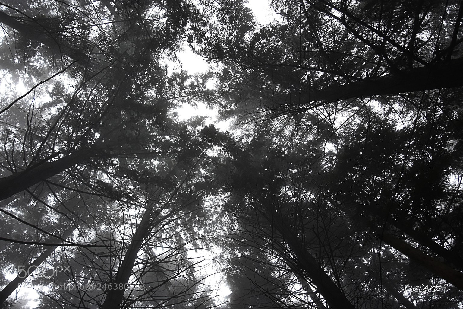 Nikon D7200 sample photo. Arbres guesles photography