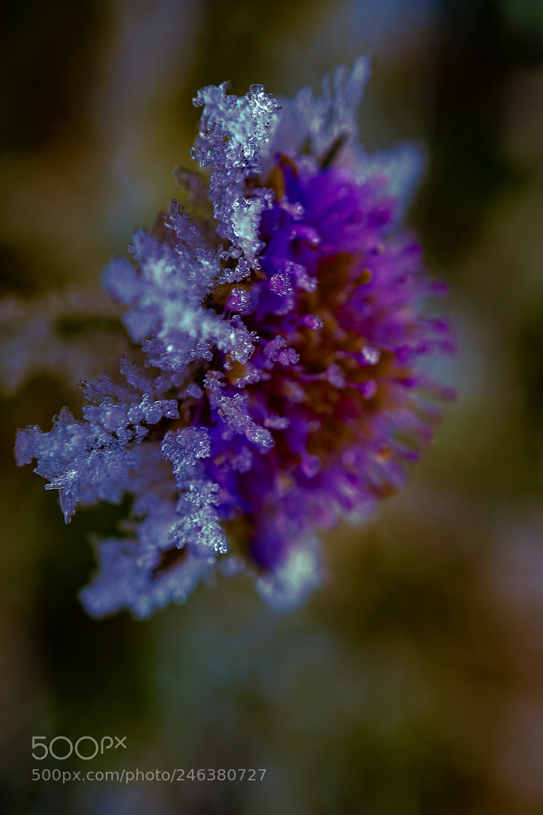 Sony a7 II sample photo. "in an ice cirkle" photography