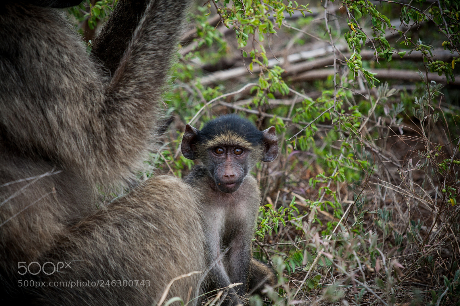 Canon EOS 400D (EOS Digital Rebel XTi / EOS Kiss Digital X) sample photo. Baby baboon photography