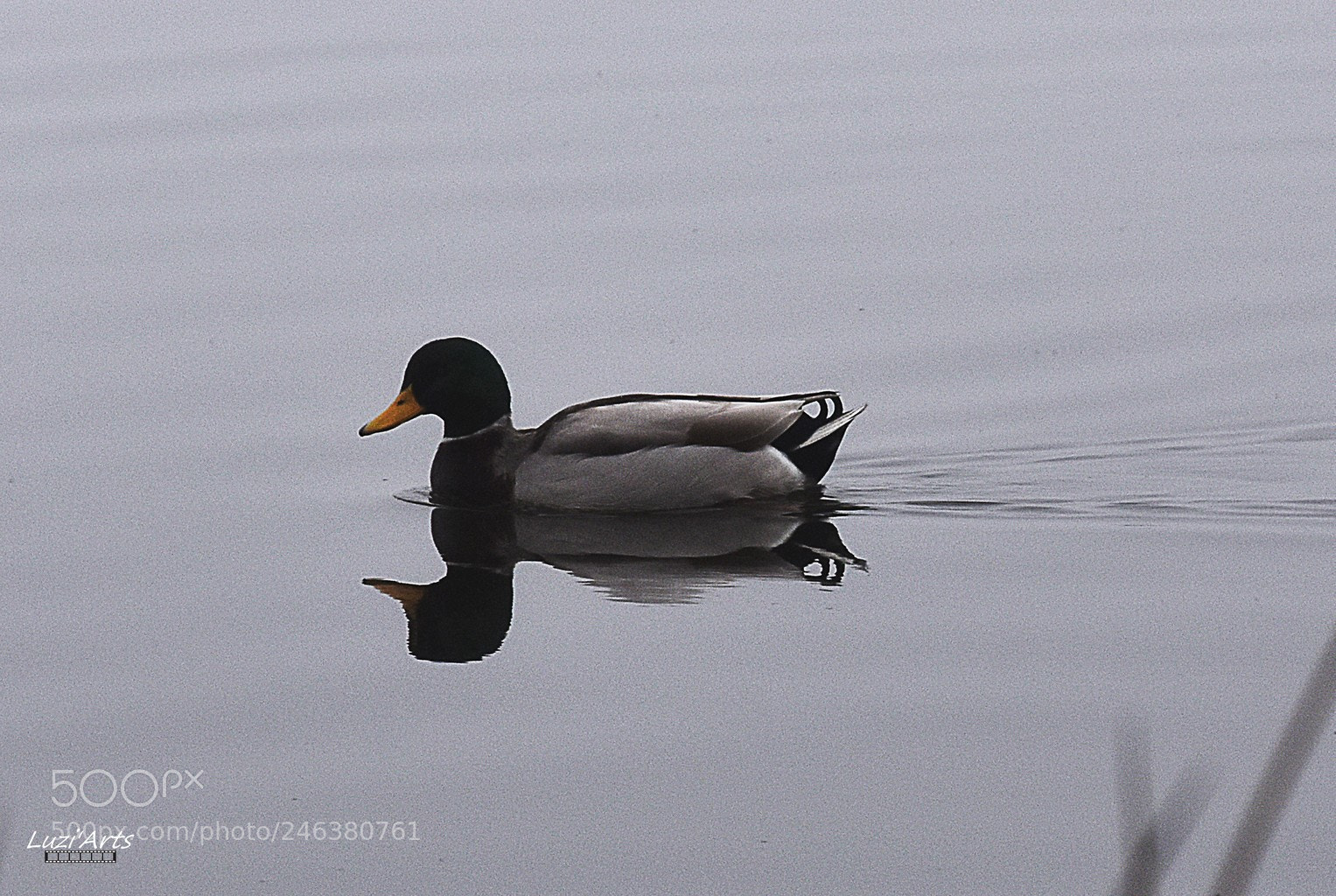 Nikon D7200 sample photo. Canard st remy photography
