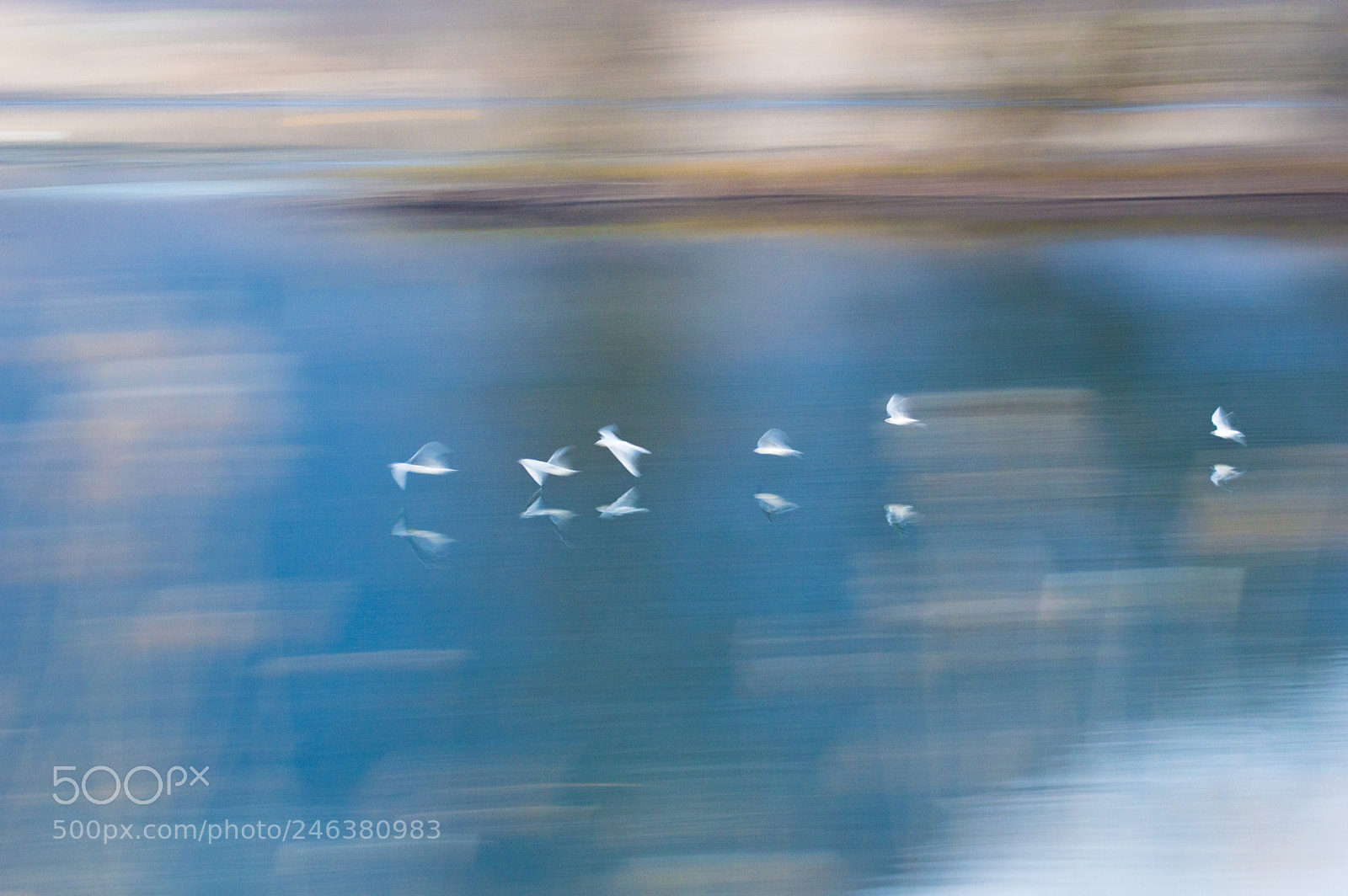 Nikon D3200 sample photo. Birds on river photography