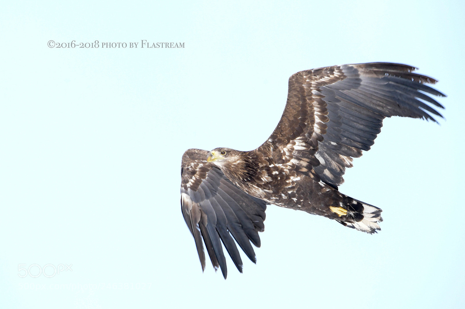 Nikon D850 sample photo. Child eagle in the photography