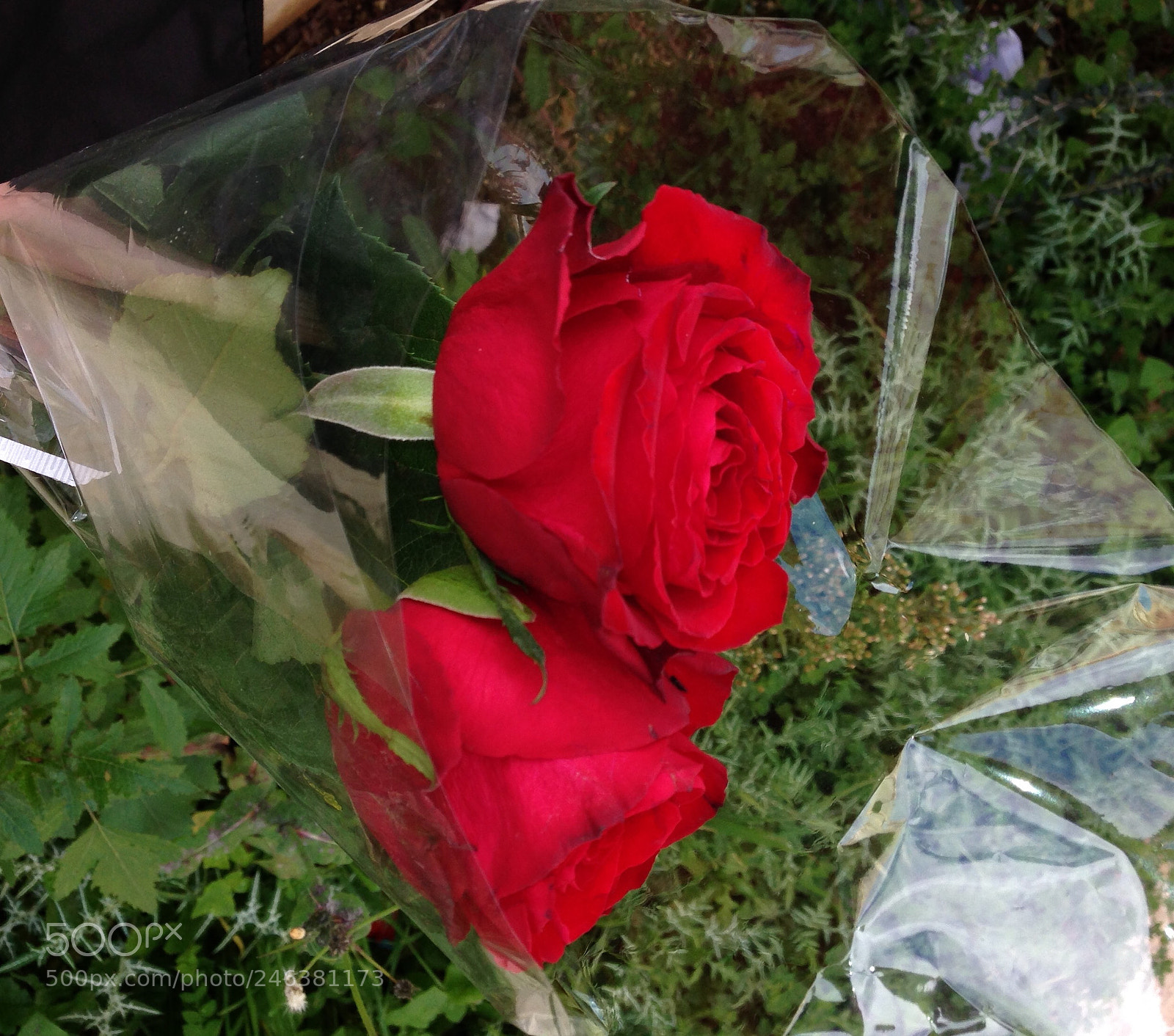 Apple iPhone 5 sample photo. Soyez comme la fleur photography