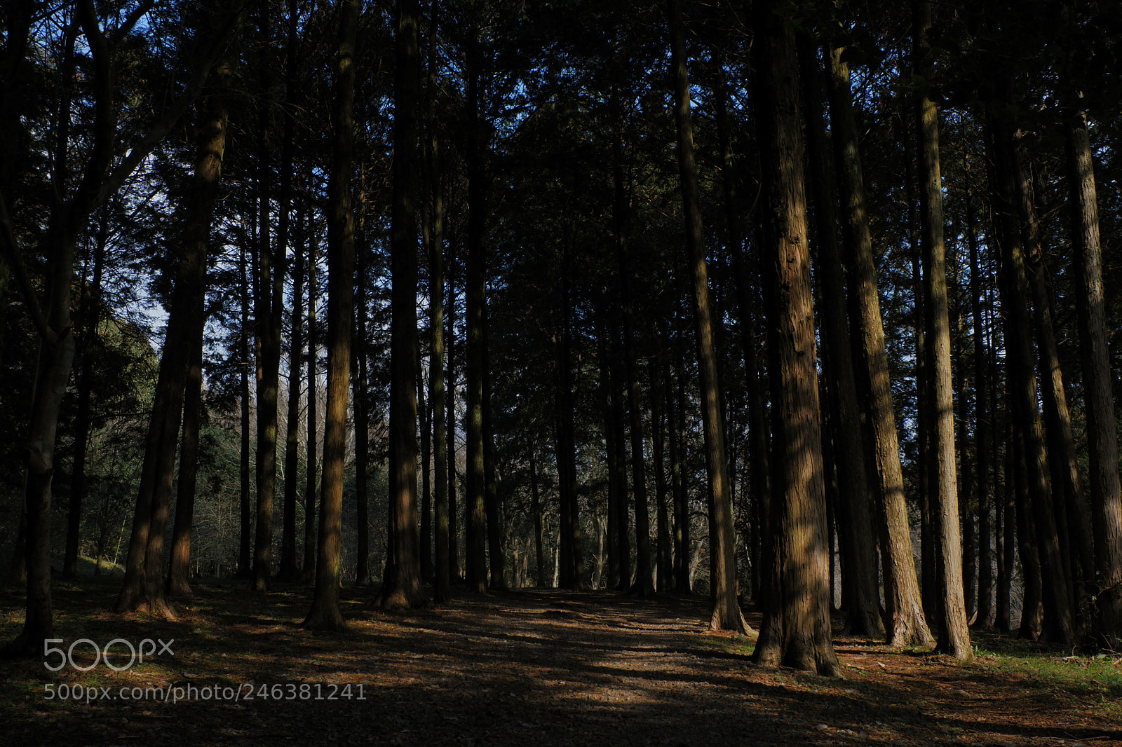 Fujifilm X-A3 sample photo. Forest path photography