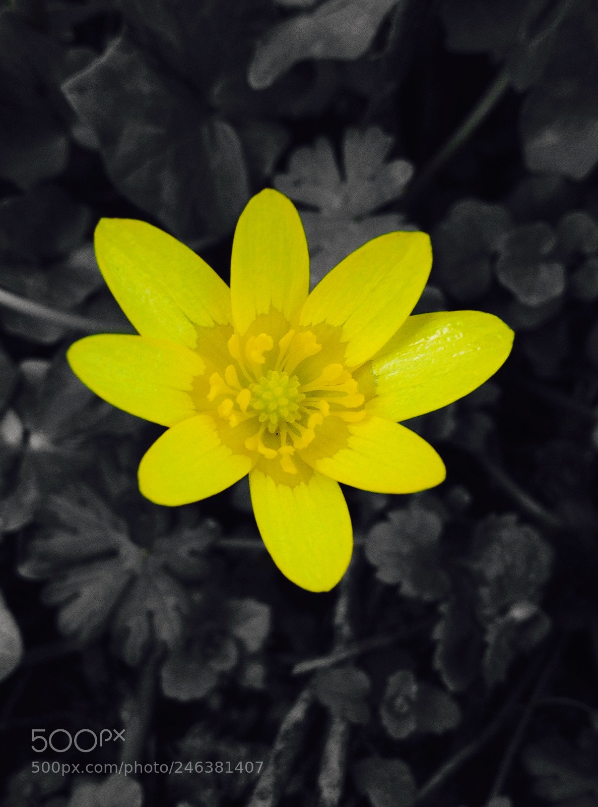 Apple iPhone 4S sample photo. Yellow photography