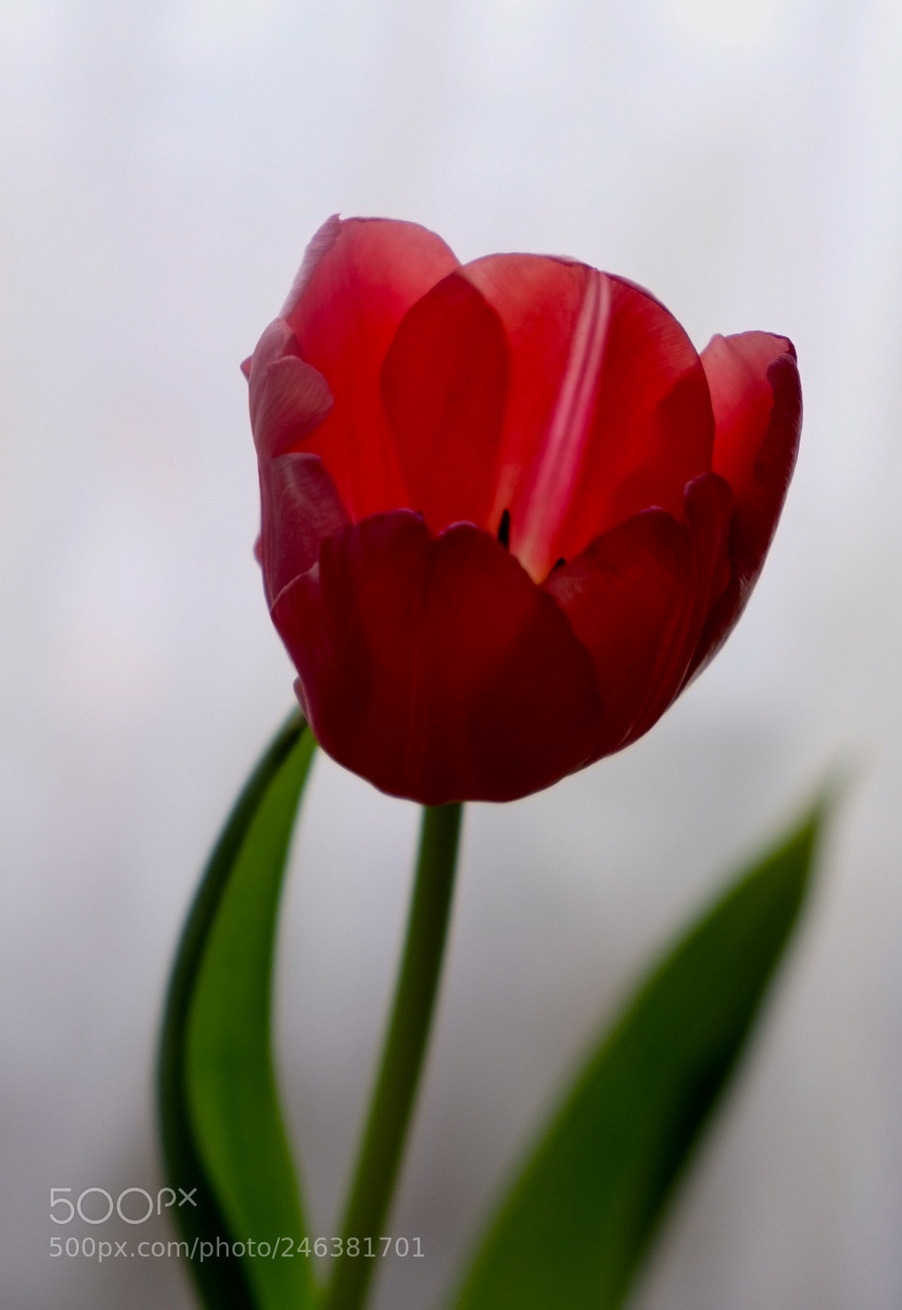 Fujifilm X-T20 sample photo. Flowers ? i love spring... photography