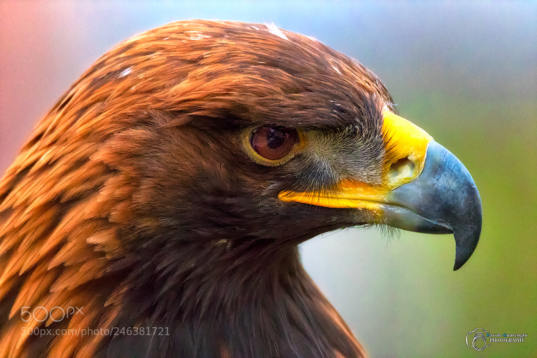 Canon EOS 7D Mark II sample photo. Golden eagle photography
