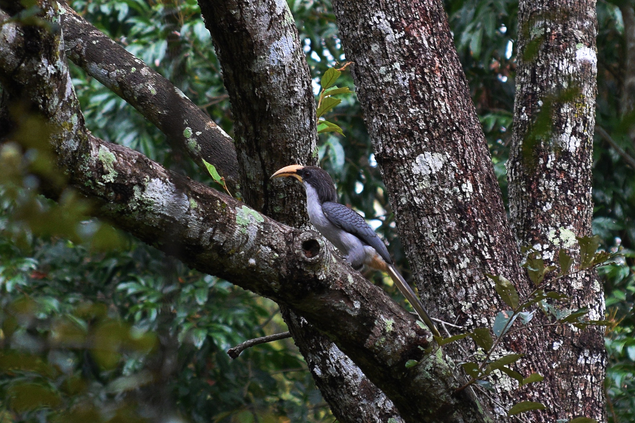 Nikon D3400 sample photo. Sri-lankan grey horn-bill photography