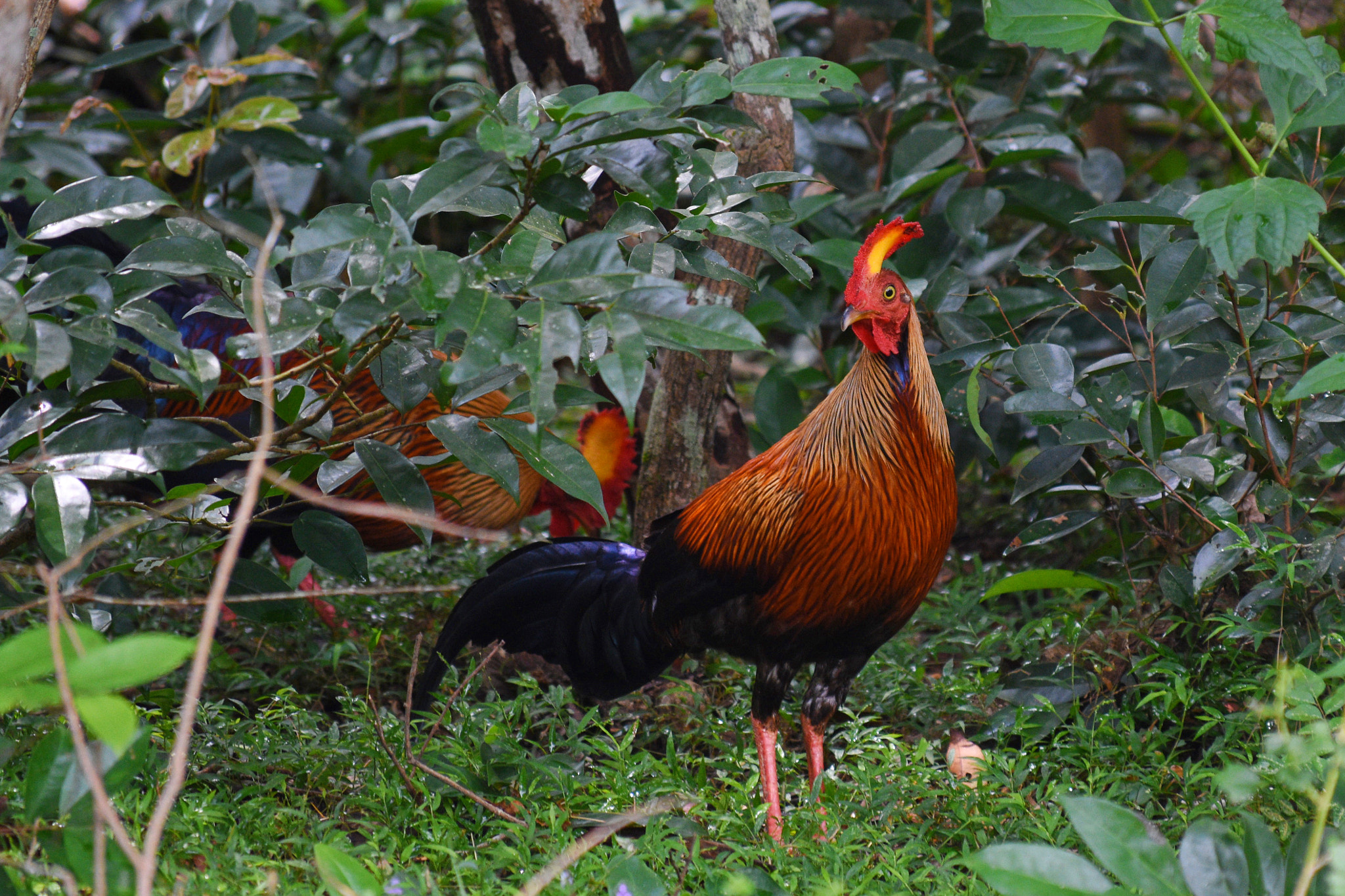 Nikon D3400 sample photo. Jungle fowl photography
