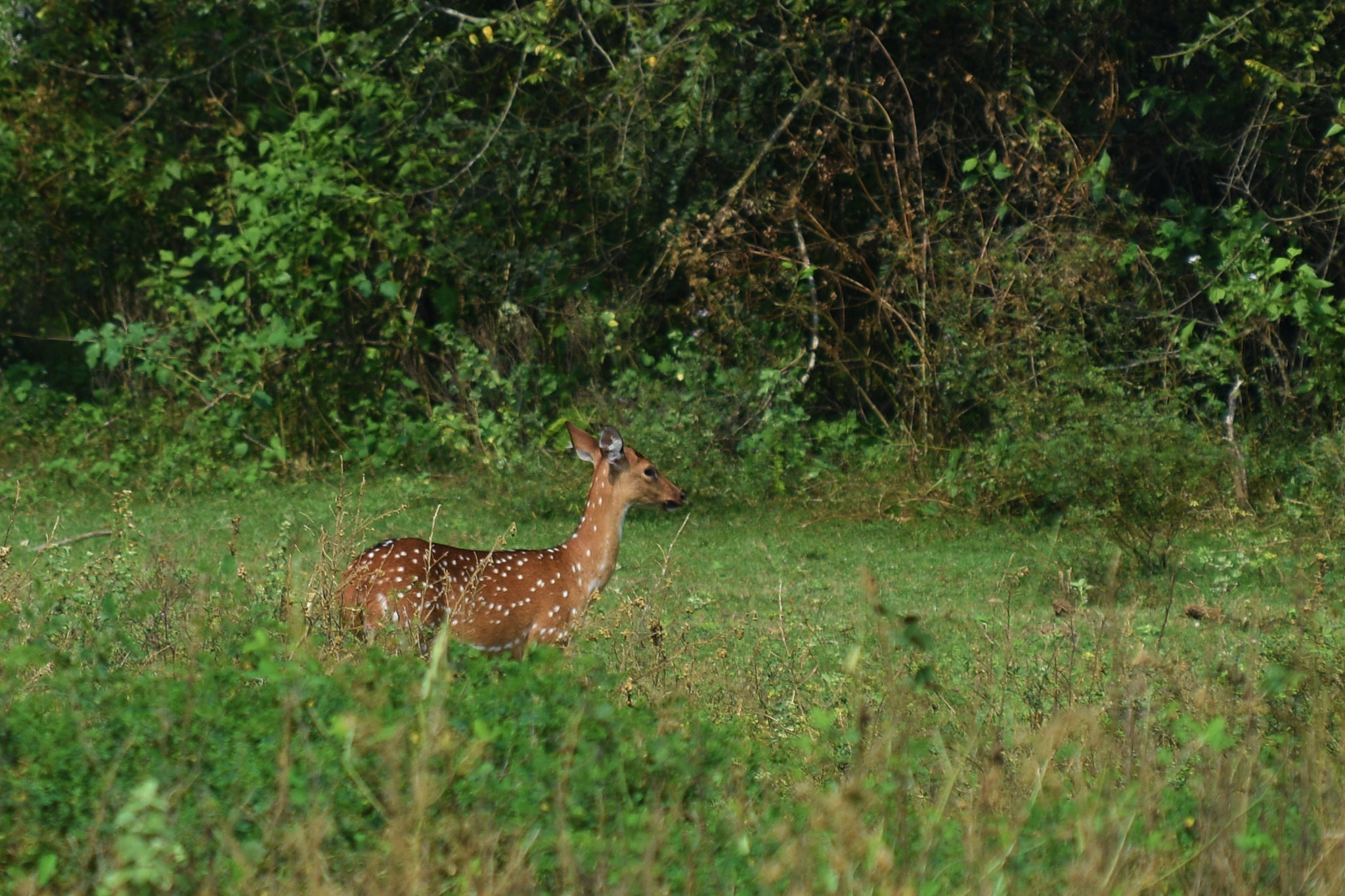 Nikon D3400 sample photo. Deer photography