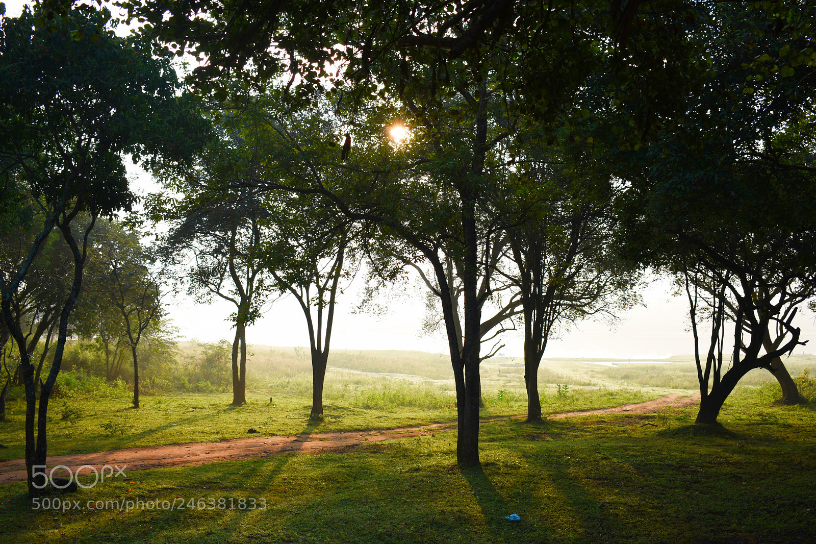 Nikon D3400 sample photo. Misty morning photography