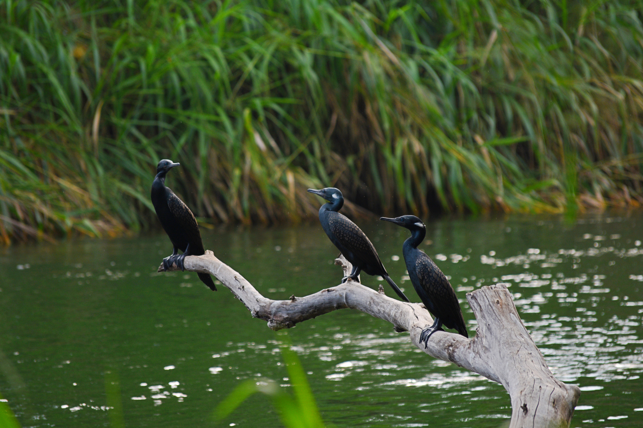 Nikon D3400 sample photo. Water birds sunbathing photography