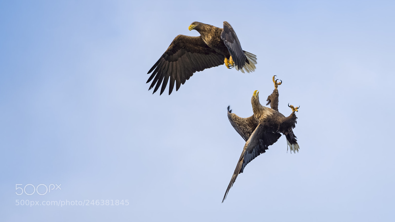 Olympus OM-D E-M1 Mark II sample photo. Sea eagle fight photography