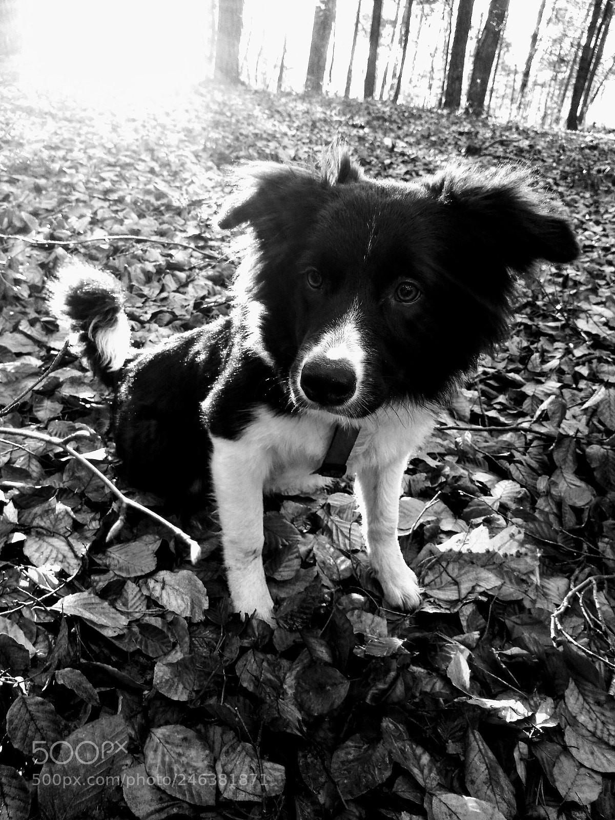 Motorola Moto G (5S) sample photo. Lolly border collie photography