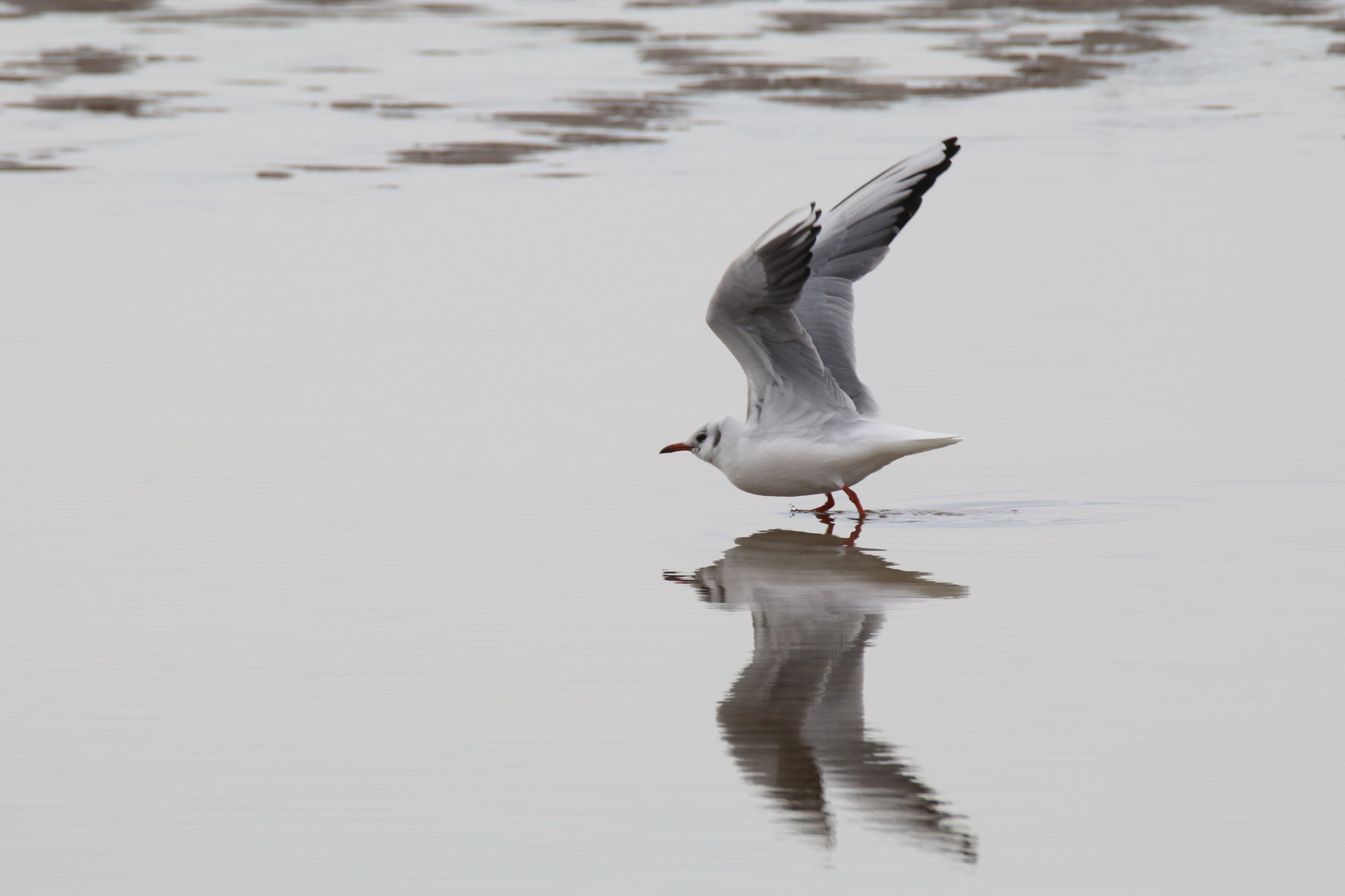 Canon EOS 80D + Tamron SP 150-600mm F5-6.3 Di VC USD sample photo. 镜面起飞seagulls taking off with a mirror photography