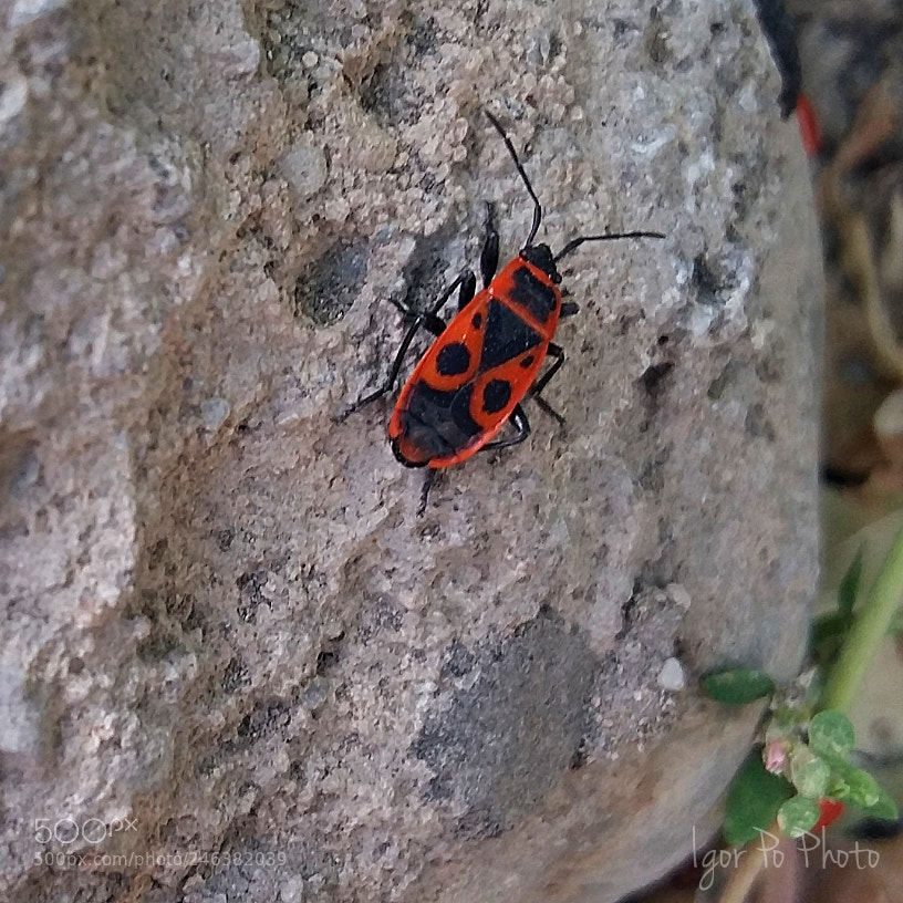 Samsung Galaxy A5 sample photo. Seek for adventure photography
