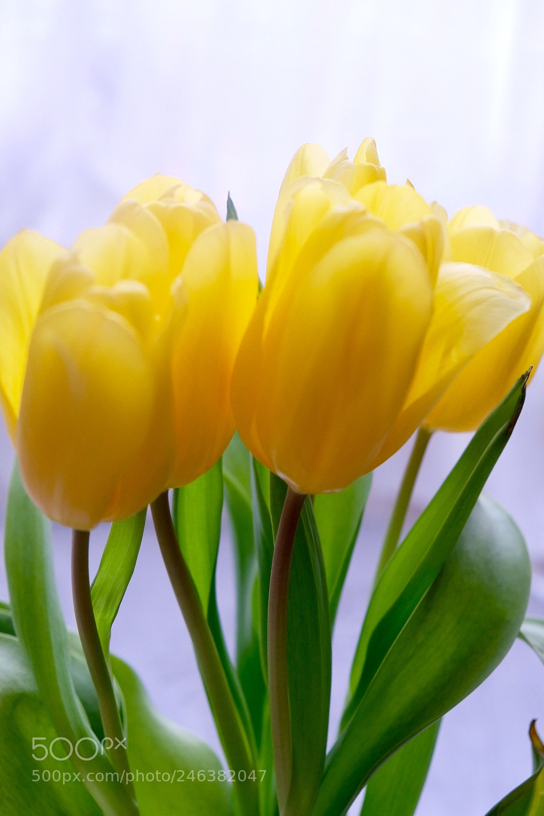 Fujifilm X-T20 sample photo. My favorite flowers photography