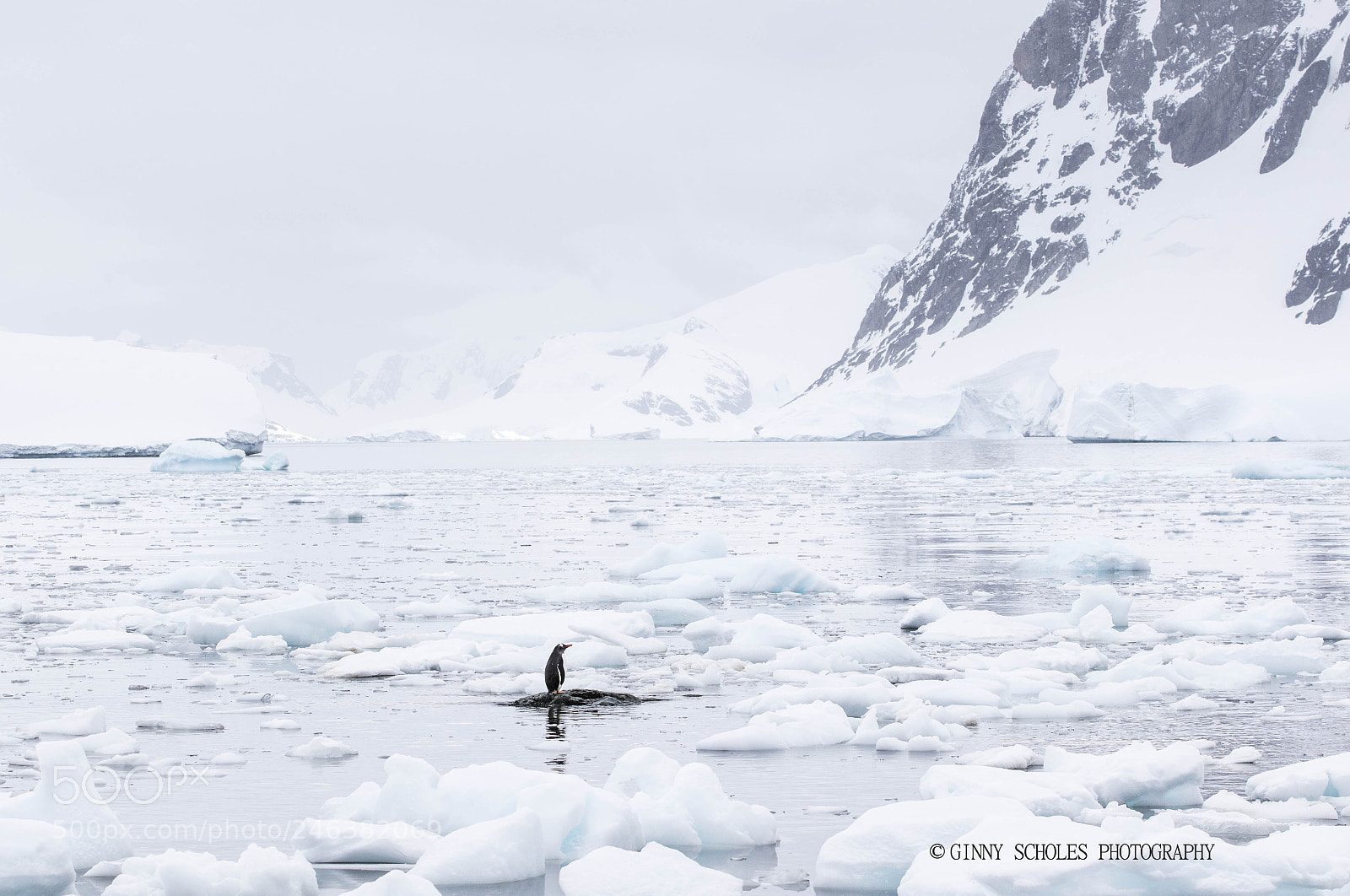 Canon EOS 7D Mark II sample photo. Penguin small photography