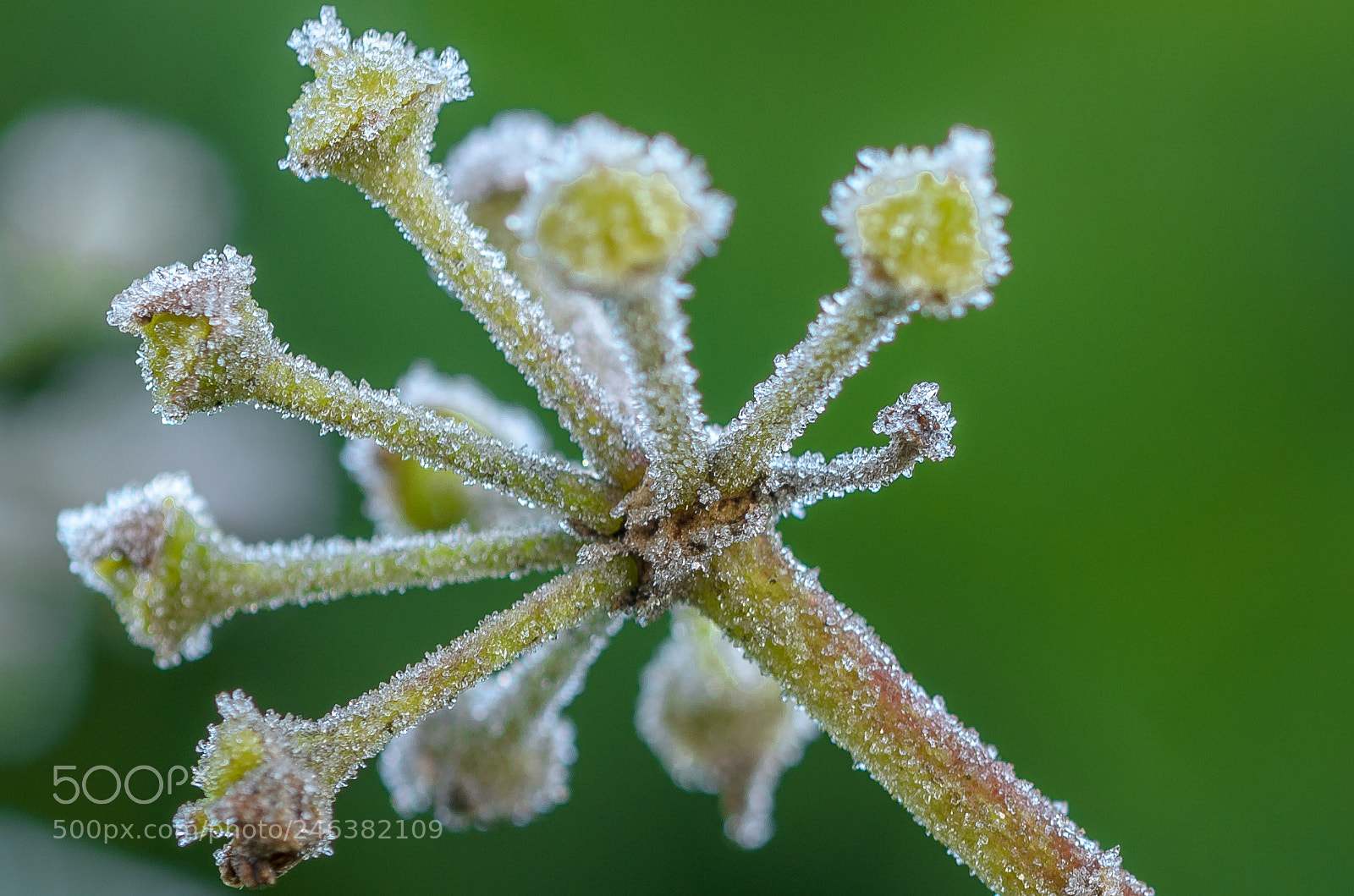 Nikon D5100 sample photo. Wintertime macro photography