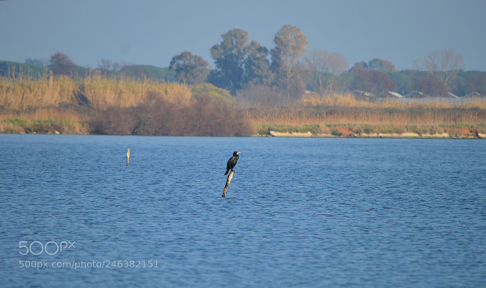 Nikon D3200 sample photo. Wild nature photography