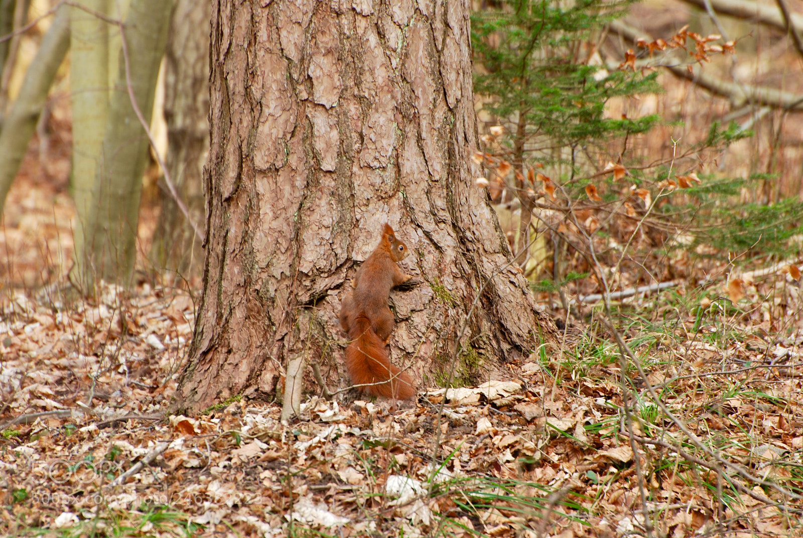 Nikon D80 sample photo. Sol ich hoch oder photography