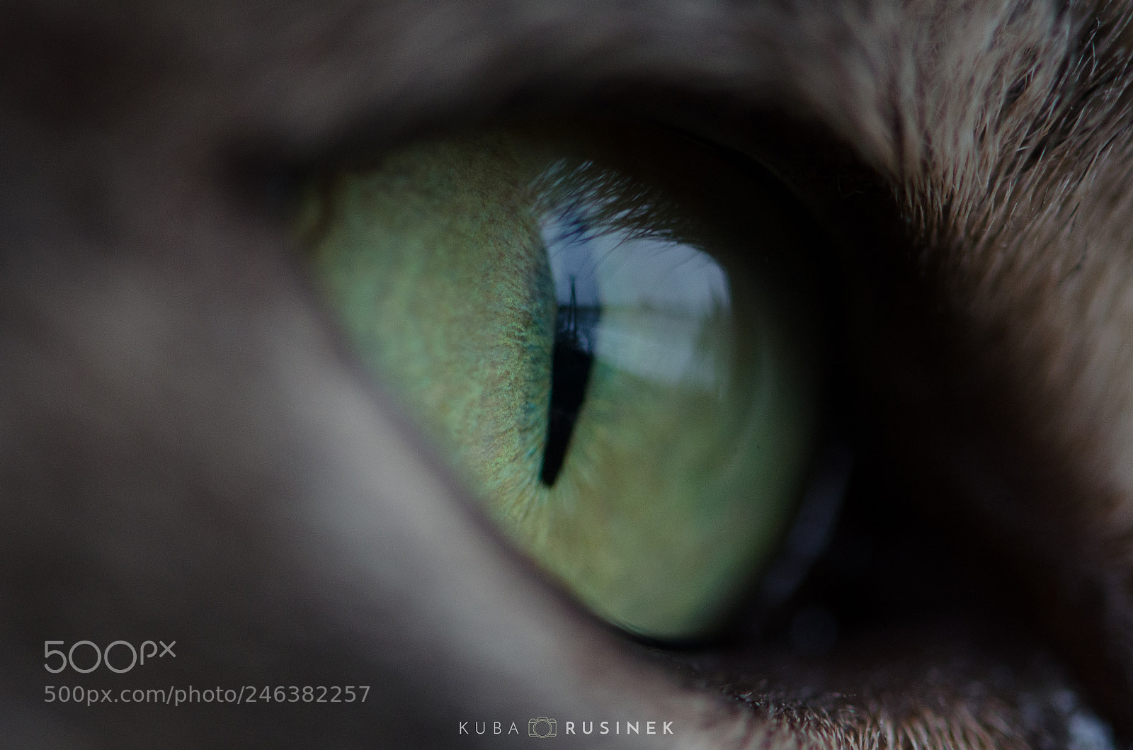 Nikon D5100 sample photo. #worldcatday #caturday #17.02 photography