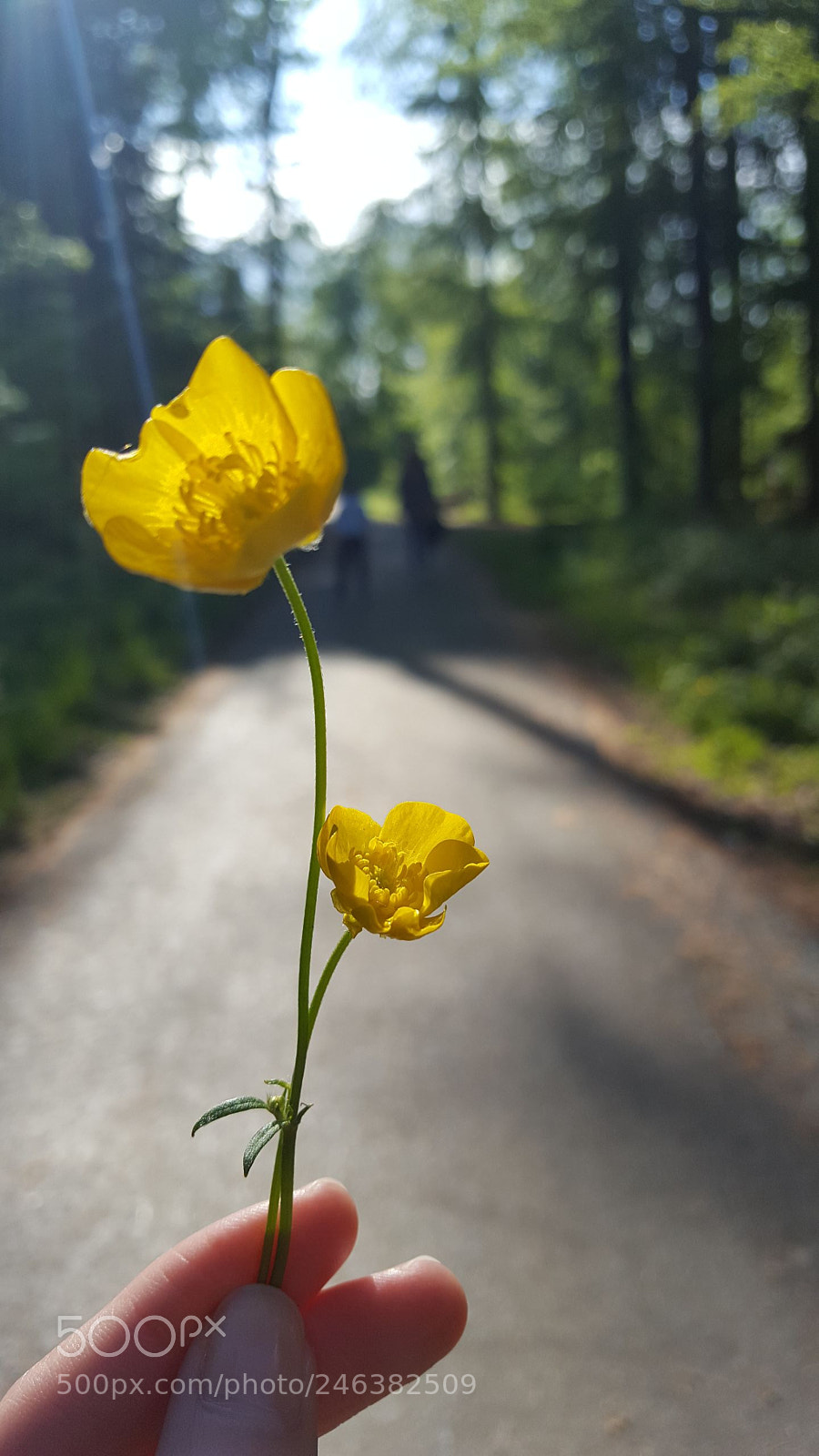 Samsung Galaxy S6 sample photo. Butterblume photography