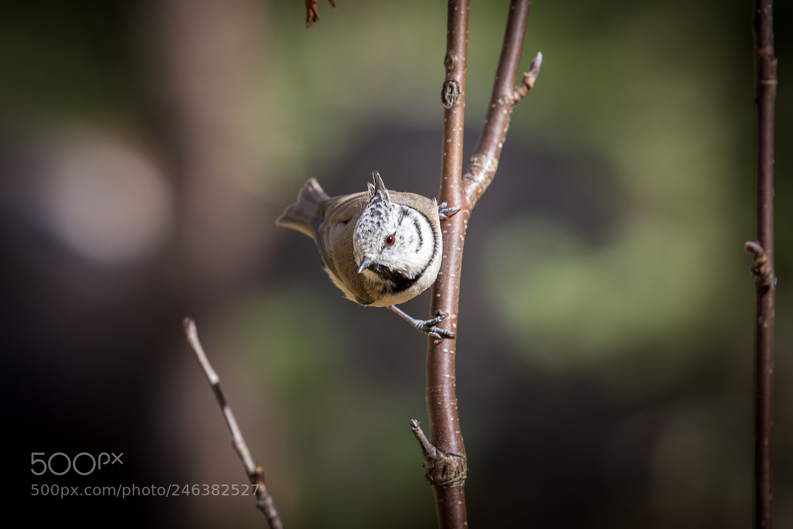 Nikon D600 sample photo. Cincia dal ciuffo photography