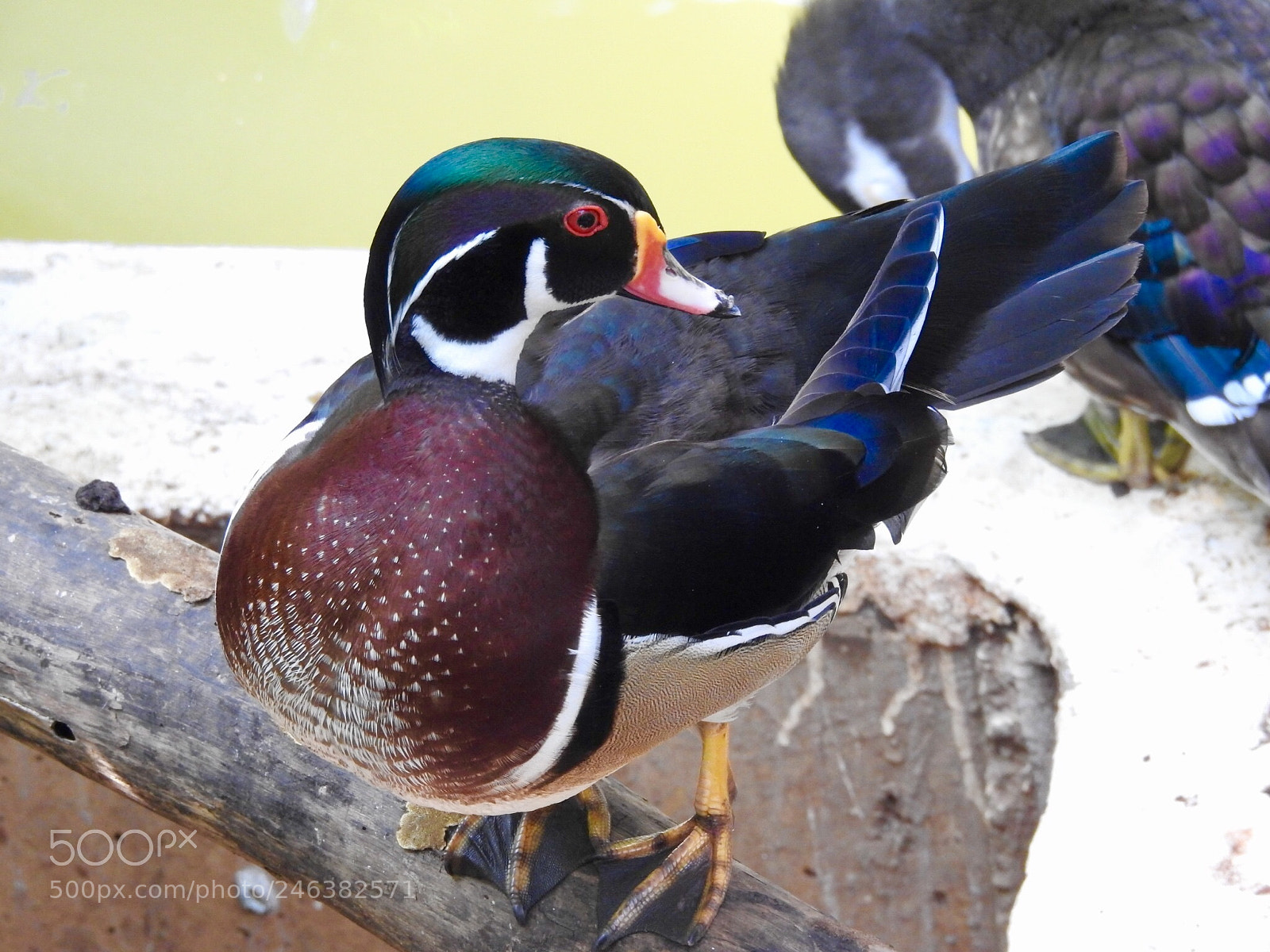 Nikon Coolpix P900 sample photo. Mandarin duck photography