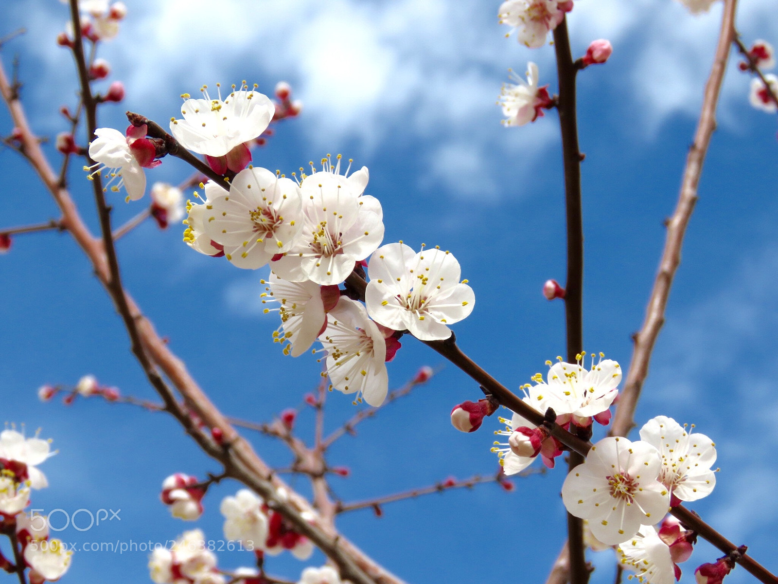 Canon PowerShot SX60 HS sample photo. Peach blossom photography