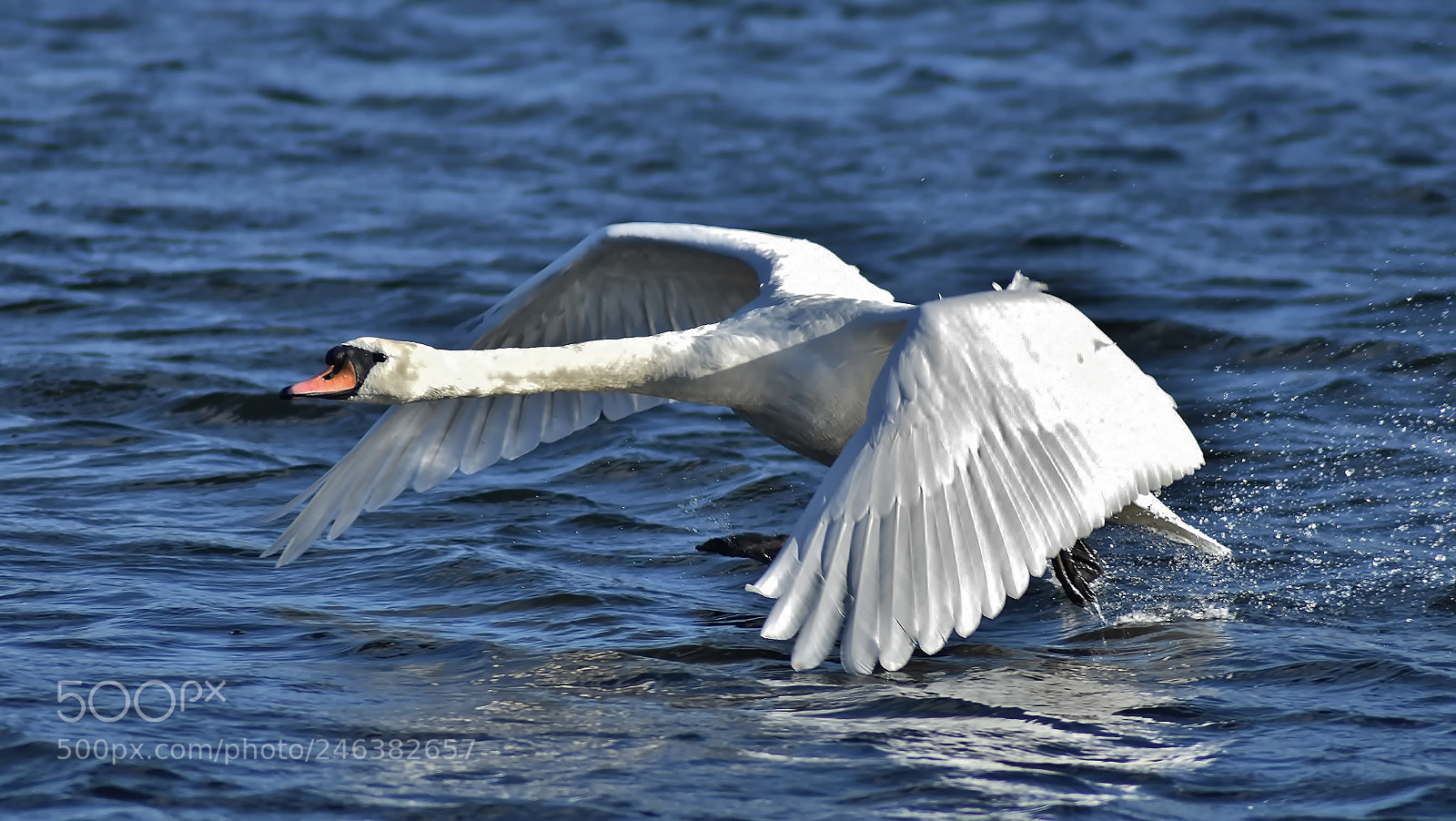 Nikon D3400 sample photo. Taking off... photography