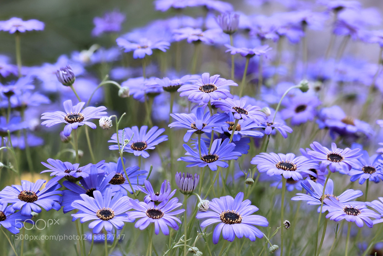 Nikon D7200 sample photo. Brachycome iberidifolia photography