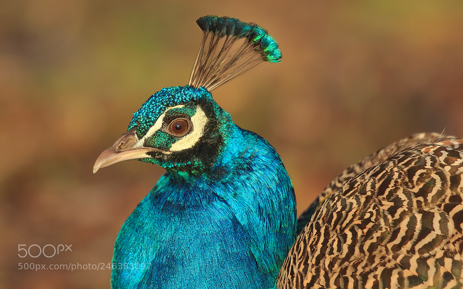 Canon EOS-1D X sample photo. Beautiful peacock photography
