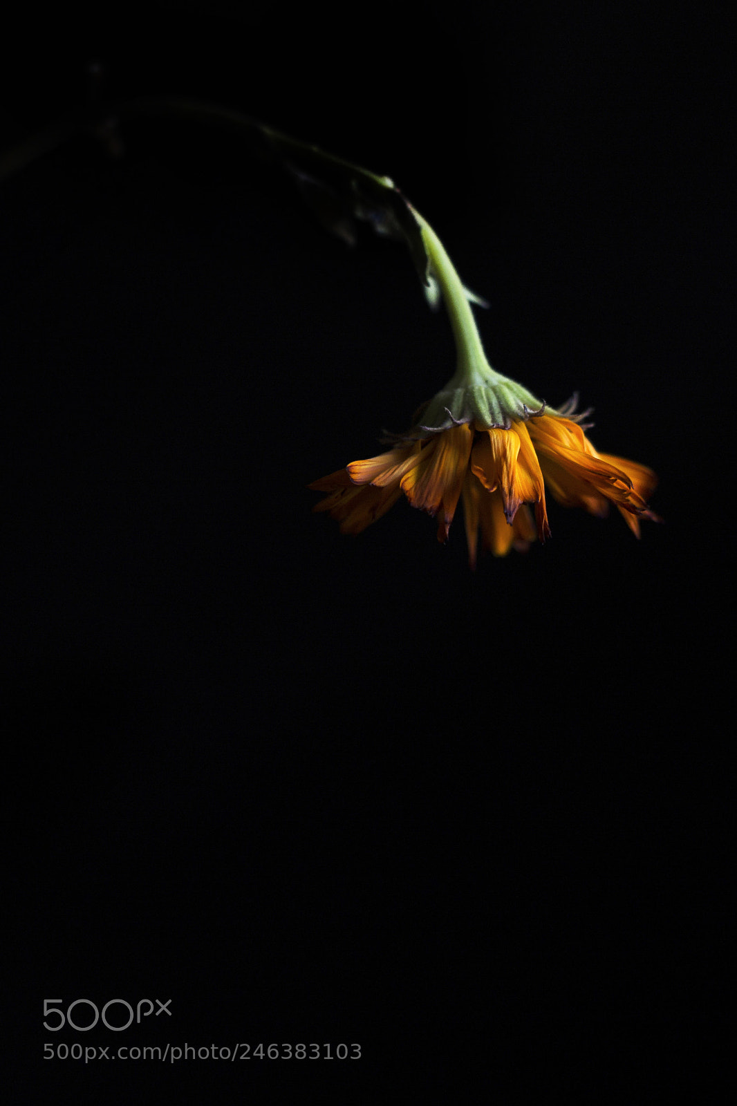 Olympus OM-D E-M10 II sample photo. Venganza photography