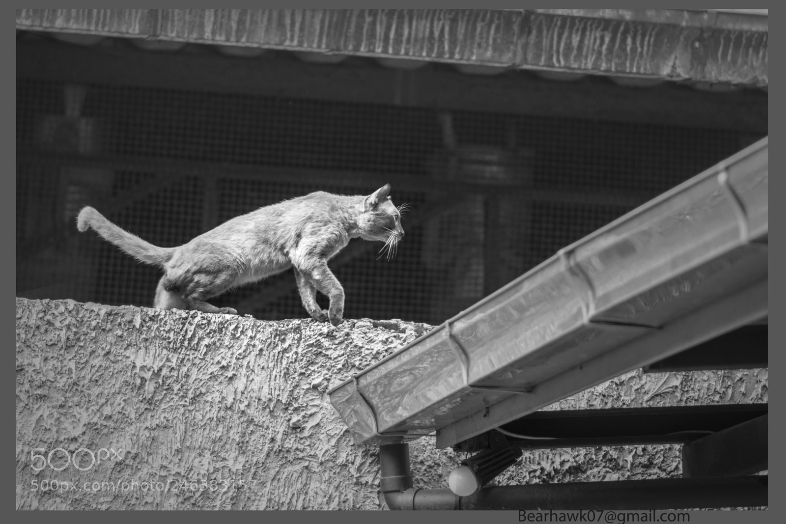 Nikon D7200 sample photo. Joj photography