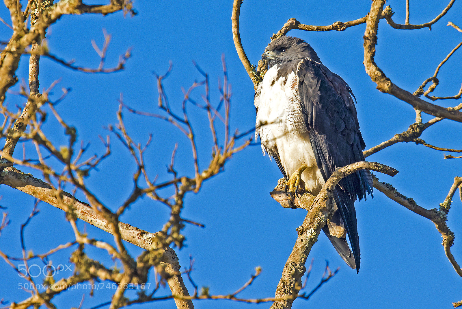 Nikon D810 sample photo. White-tailed hawk photography