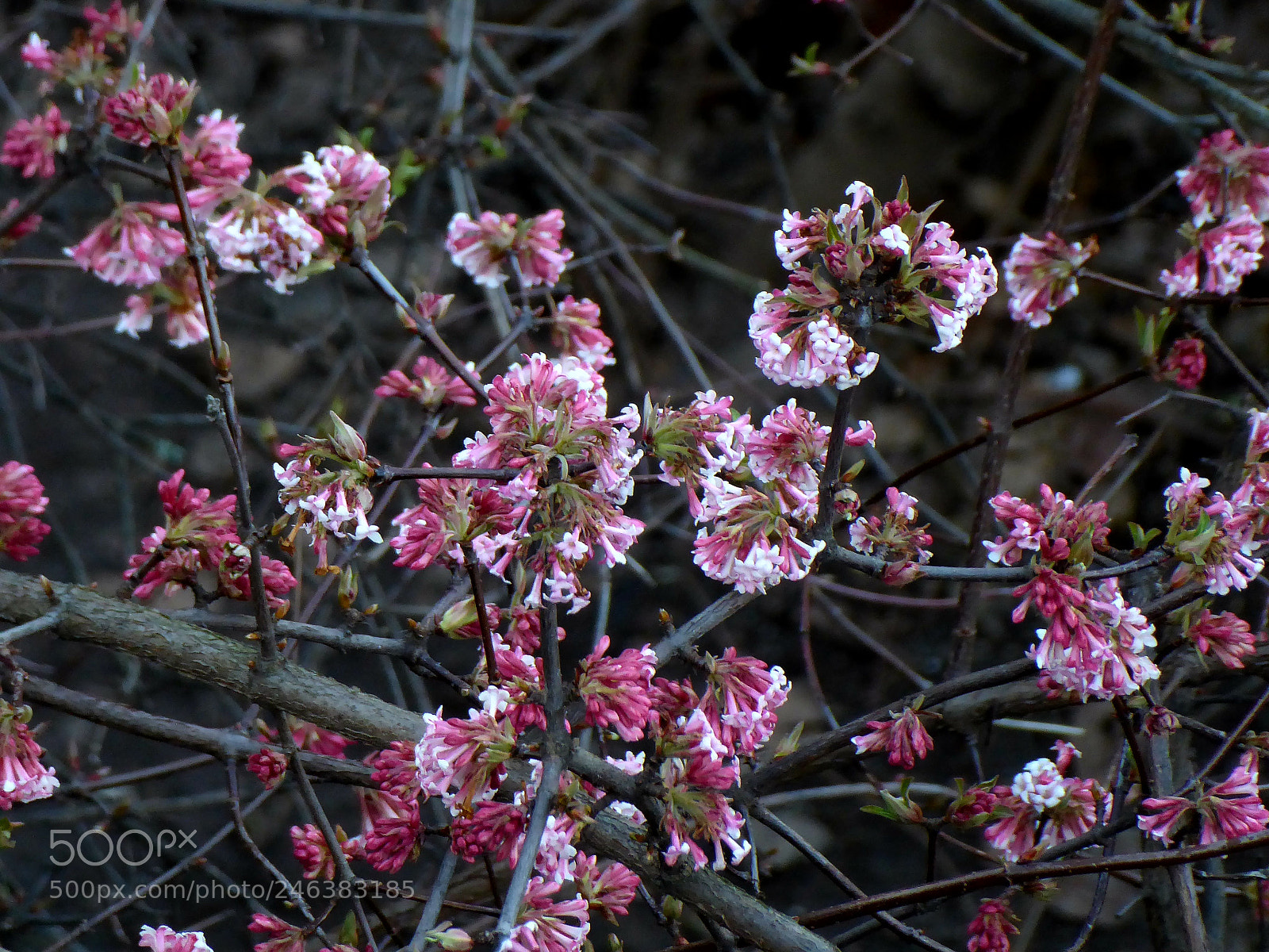 Panasonic DMC-TZ71 sample photo. Springtime? photography