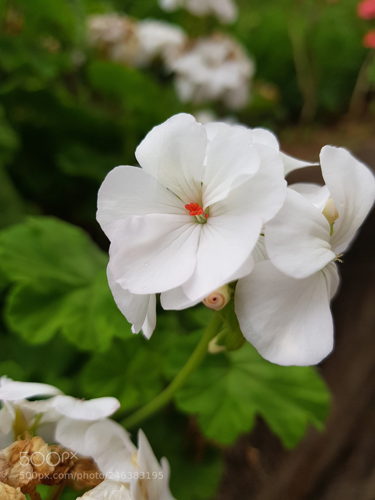 Samsung Galaxy S8 sample photo. Flower write photography