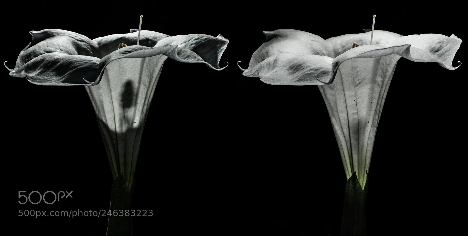 Sony SLT-A77 sample photo. Devil's trumpet photography