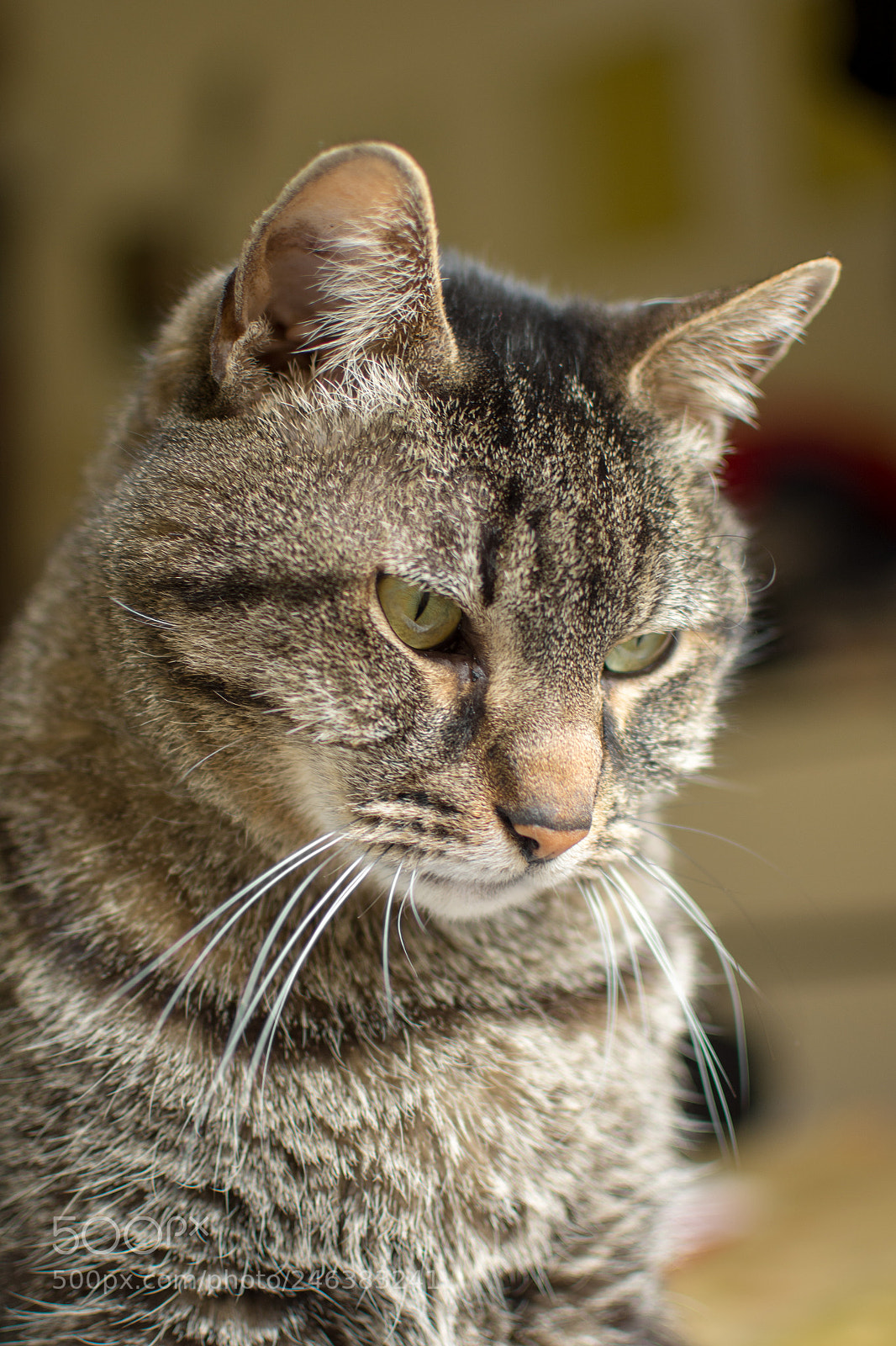 Nikon D7100 sample photo. Dream day photography